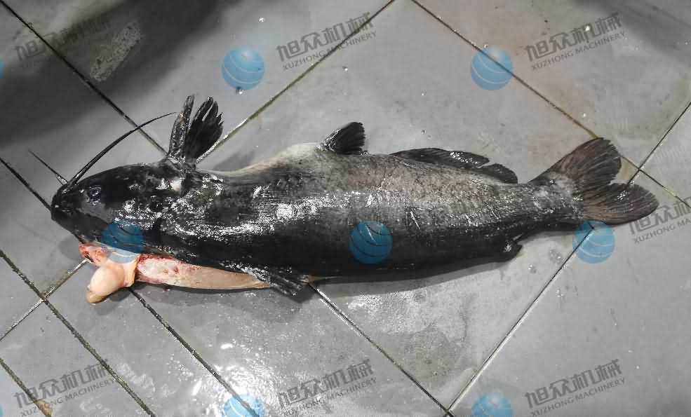 殺魚機(jī)，商用殺魚機(jī)，全自動殺魚機(jī)，旭眾殺魚機(jī)，殺魚機(jī)哪家好