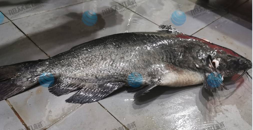 殺魚機(jī)，商用殺魚機(jī)，全自動殺魚機(jī)，旭眾殺魚機(jī)，殺魚機(jī)哪家好