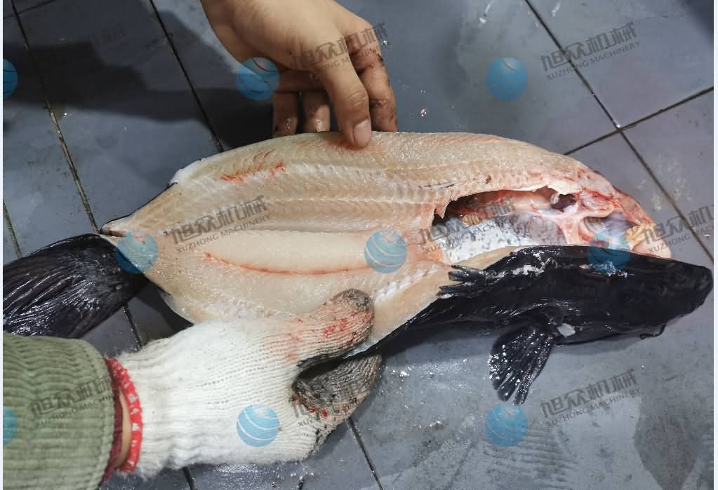 殺魚機(jī)，商用殺魚機(jī)，全自動殺魚機(jī)，旭眾殺魚機(jī)，殺魚機(jī)哪家好