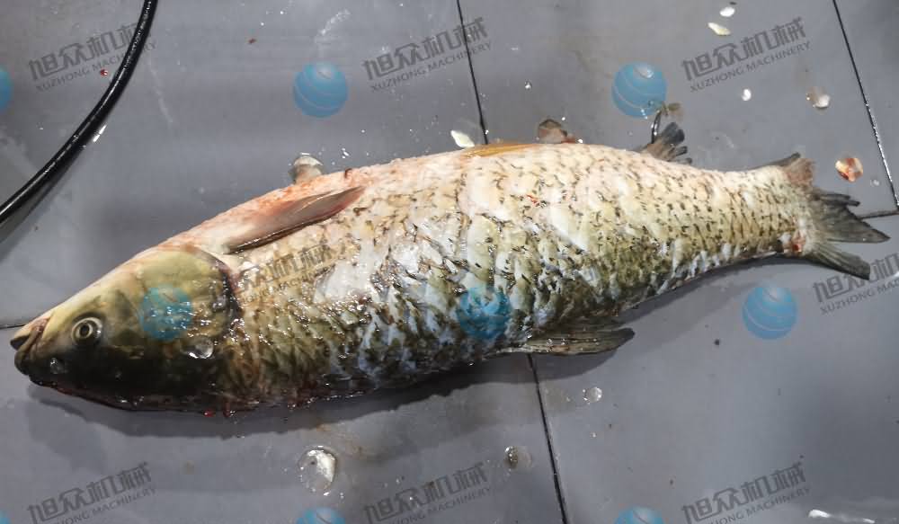 殺魚機(jī)，商用殺魚機(jī)，全自動殺魚機(jī)，旭眾殺魚機(jī)，殺魚機(jī)哪家好