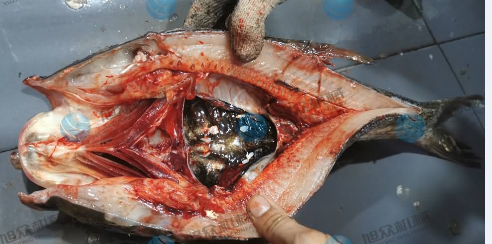 殺魚機(jī)，商用殺魚機(jī)，全自動殺魚機(jī)，旭眾殺魚機(jī)，殺魚機(jī)哪家好