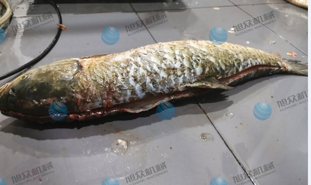 殺魚機(jī)，商用殺魚機(jī)，全自動殺魚機(jī)，旭眾殺魚機(jī)，殺魚機(jī)哪家好
