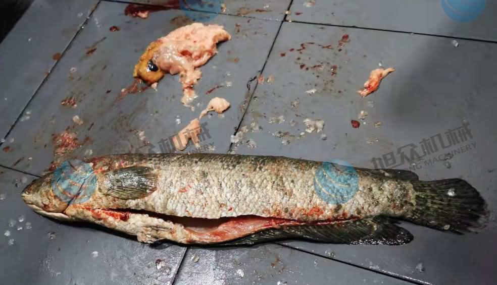 魚片機，片魚片機，片魚機，斜切魚片機，全自動魚片機