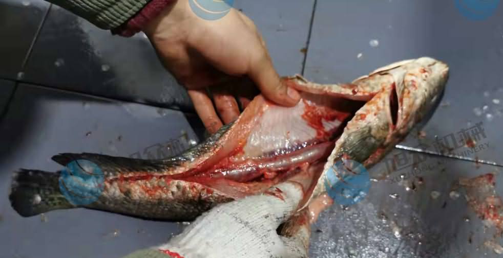 魚片機，片魚片機，片魚機，斜切魚片機，全自動魚片機