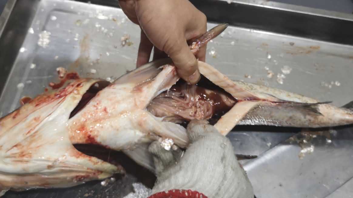 殺魚機，殺魚機器，自動殺魚機，殺魚機多少錢，殺魚機價格