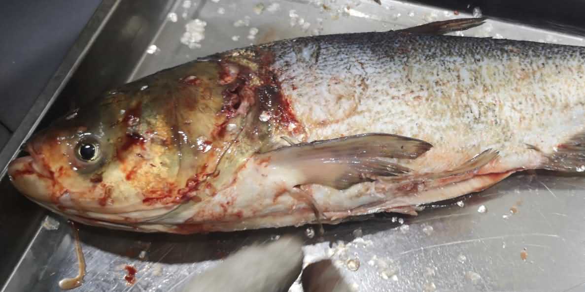 殺魚機，殺魚機器，自動殺魚機，殺魚機多少錢，殺魚機價格