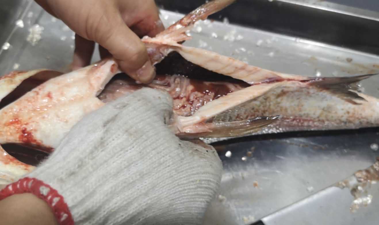 殺魚機，殺魚機器，自動殺魚機，殺魚機多少錢，殺魚機價格
