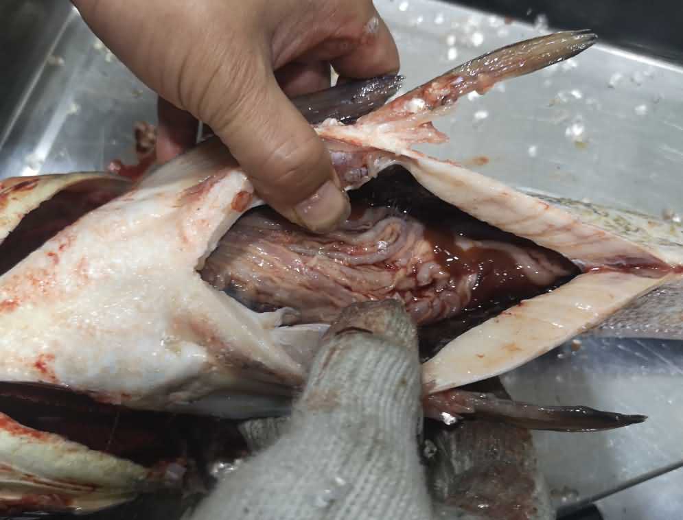 殺魚機，殺魚機器，自動殺魚機，殺魚機多少錢，殺魚機價格