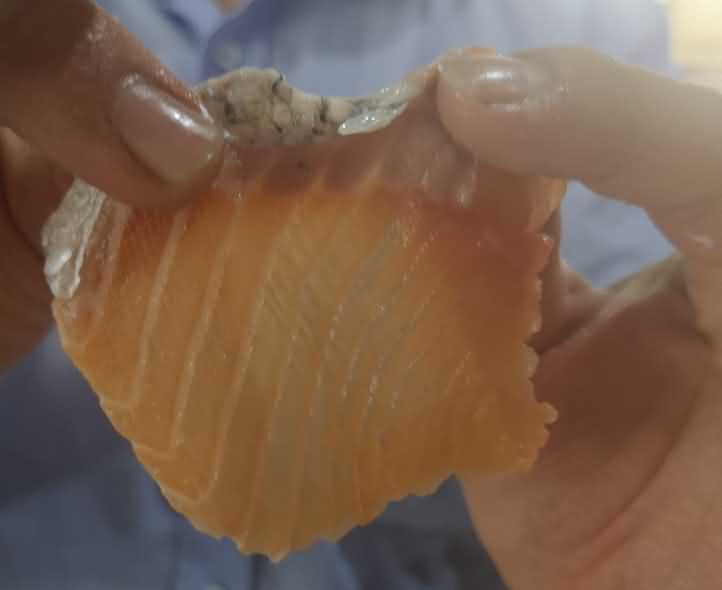 魚片機，自動切魚片機，旭眾魚片機，多功能切魚片機，魚片機多少錢