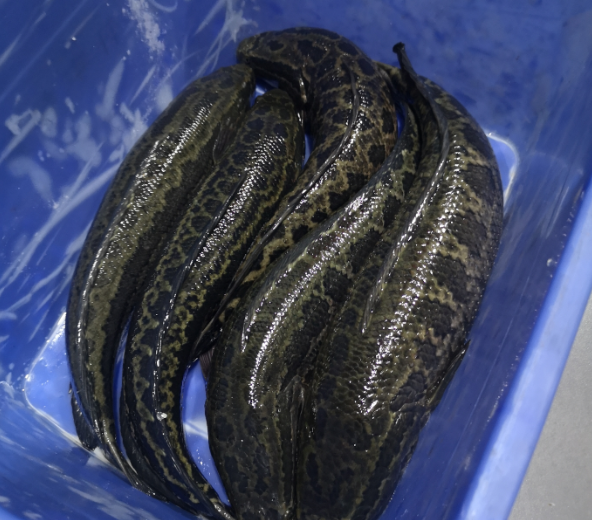 切魚片機(jī)，自動(dòng)切魚片機(jī)，片魚片機(jī)器，魚片機(jī)廠家，切魚片機(jī)多少錢