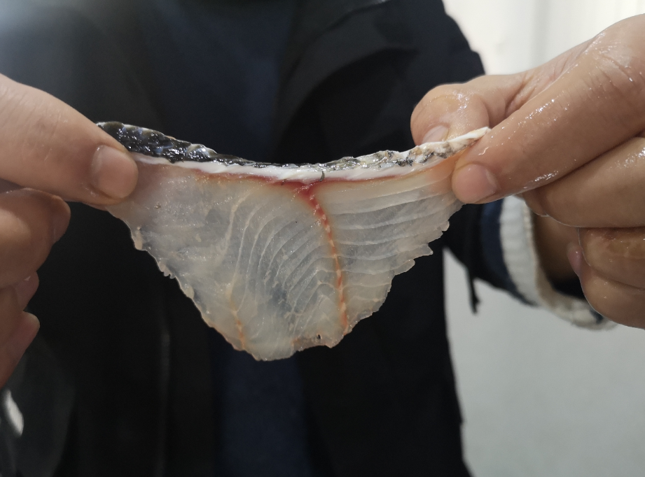 切魚片機(jī)，自動(dòng)切魚片機(jī)，片魚片機(jī)器，魚片機(jī)廠家，切魚片機(jī)多少錢