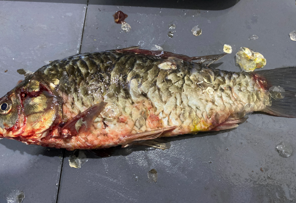 殺魚機(jī)，全自動殺魚機(jī)，殺魚機(jī)怎么樣，殺魚機(jī)廠家，商用殺魚機(jī)