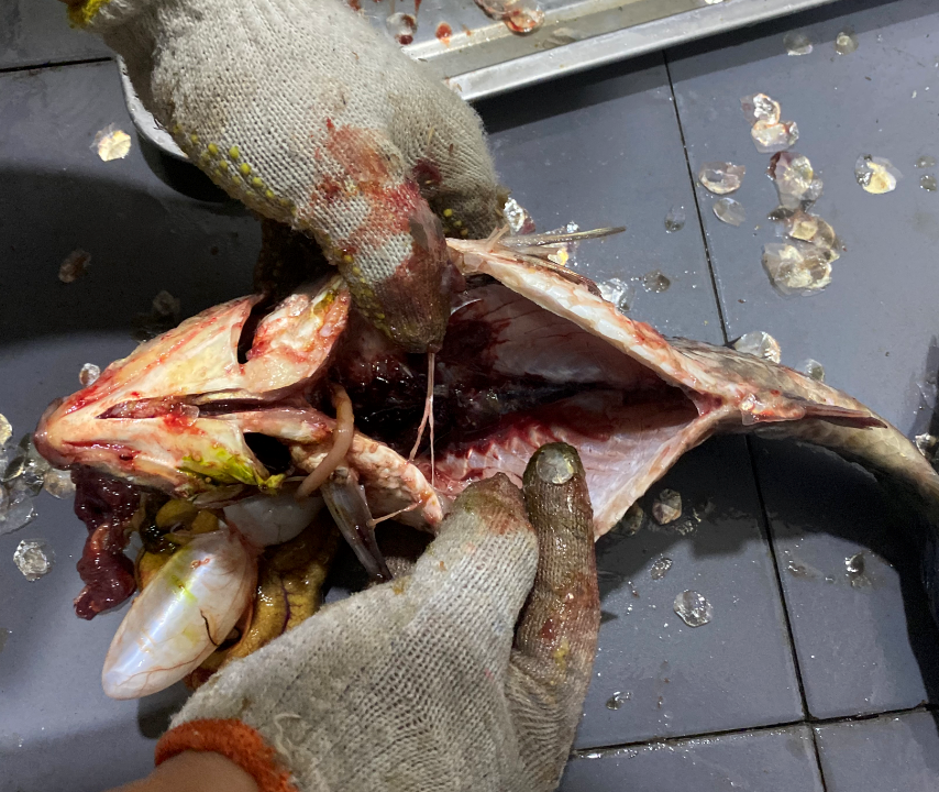 殺魚機(jī)，全自動殺魚機(jī)，殺魚機(jī)怎么樣，殺魚機(jī)廠家，商用殺魚機(jī)