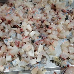全自動(dòng)切丁機(jī) “切丁機(jī)切10mm草魚丁 ”效果反饋！